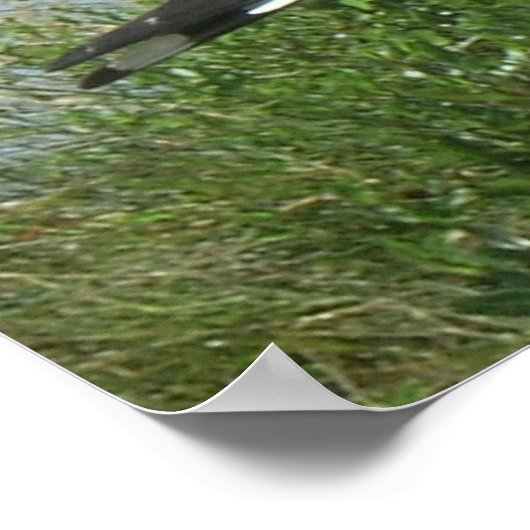 Poster - Gull on Piling (Coin)