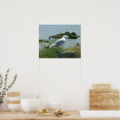 Poster - Gull on Piling (Cuisine)