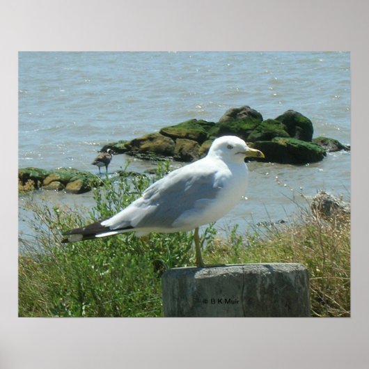 Poster - Gull on Piling (Devant)