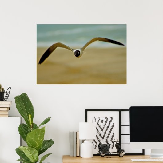 Poster Gull vient vers moi (Bureau à domicile)