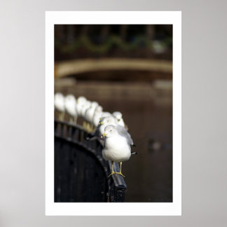 Poster Gulls in line