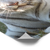 Poster Gus - carte (Coin)