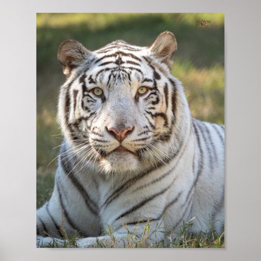 Poster Gus - carte (Devant)