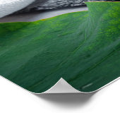 Poster Gyokuro - Green Tea - ZEN BUDDHISM (Coin)