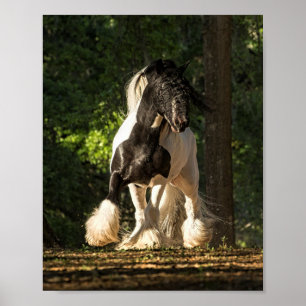 Poster Gypsy Or Gypsy Vanner King William