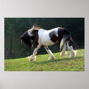 Poster Gypsy Vanner