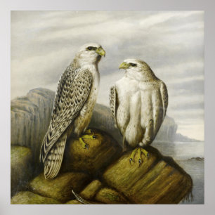 Poster Gyr Falcons sur une dorsale rocheuse par Joseph Wo