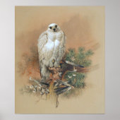 Poster Gyrfalcon - 1861 (Devant)