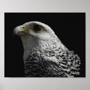 Poster Gyrfalcon arctique