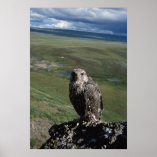 Poster gyrfalcon, Falco rusticolus, juvénile