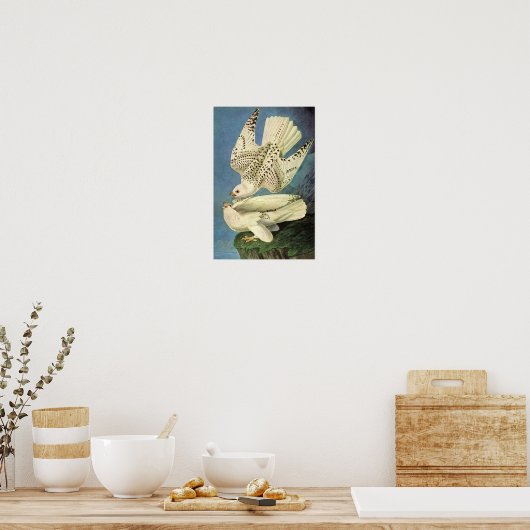 Poster Gyrfalcon, John James Audubon (Cuisine)