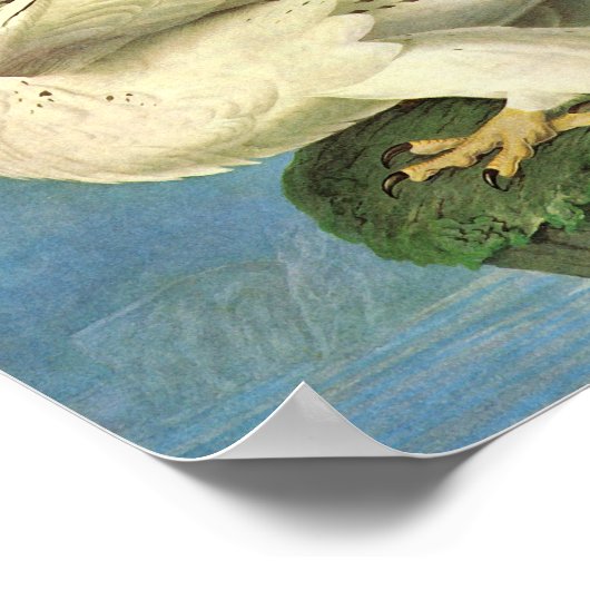 Poster Gyrfalcon, John James Audubon (Coin)