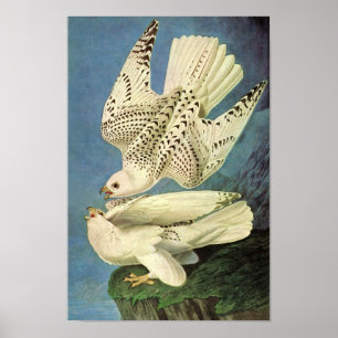 Poster Gyrfalcon, John James Audubon