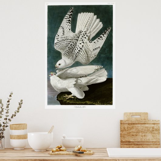 Poster Gyrfalcon par John Audubon (Cuisine)