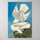 Poster Gyrfalcons, alias Gerfalcons par John James Audubo (Devant)