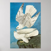 Poster Gyrfalcons, alias Gerfalcons par John James Audubo (Devant)