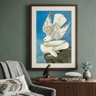 Poster Gyrfalcons, alias Gerfalcons par John James Audubo