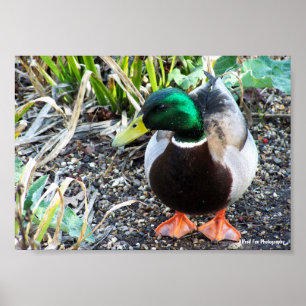 Poster Habillez pour impressionner