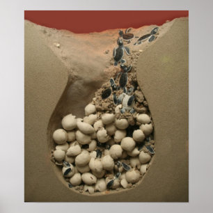 Poster Hachure d'oeufs de tortue de bébé