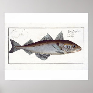 Poster Haddock (Gadus Aeglefinus) plate LXII from 'Ichthy