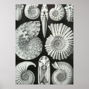 Poster Haeckel Ammonitida