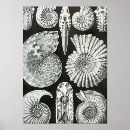 Poster Haeckel Ammonitida (Devant)