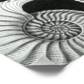 Poster Haeckel Ammonitida (Coin)