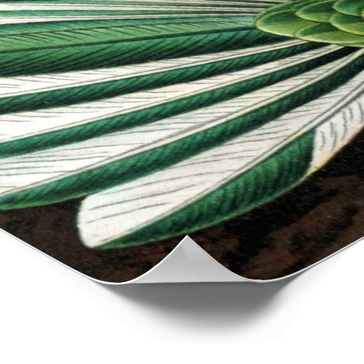 Poster Haeckel Birds (Coin)