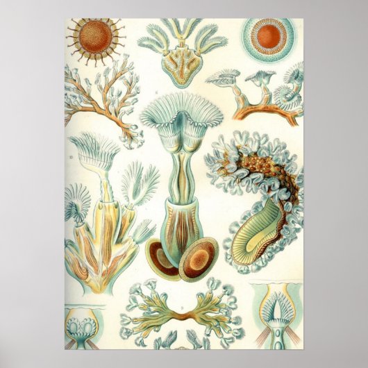 Poster Haeckel Bryozoa (Devant)