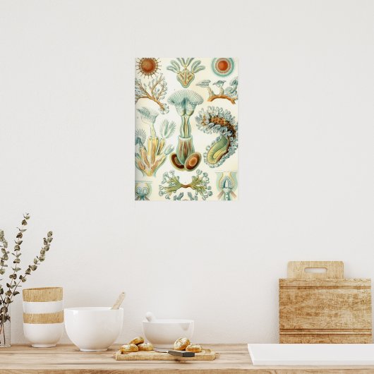 Poster Haeckel Bryozoa (Cuisine)
