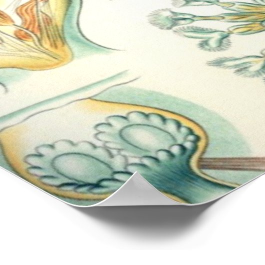 Poster Haeckel Bryozoa (Coin)