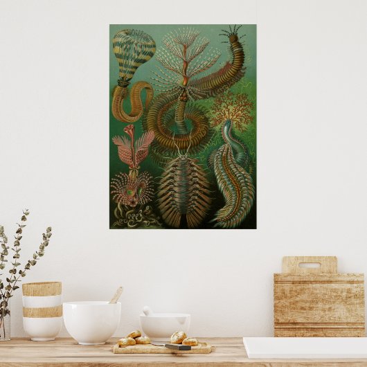 Poster Haeckel Centipedes (Cuisine)