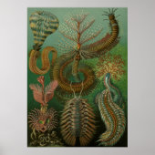 Poster Haeckel Centipedes (Devant)