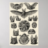 Poster Haeckel Chiroptera (Devant)