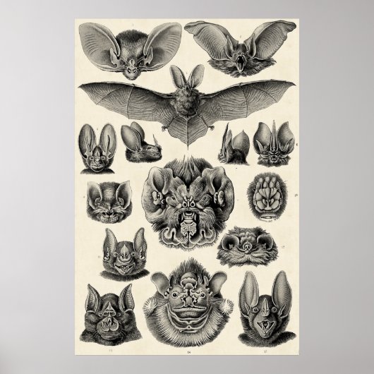 Poster Haeckel Chiroptera (Devant)