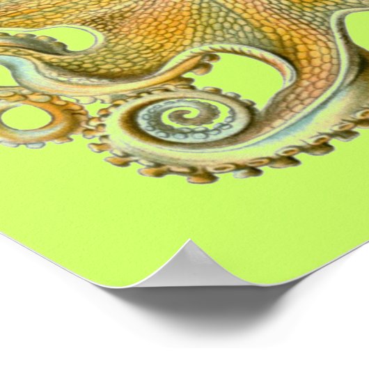Poster Haeckel Octopus (Coin)