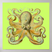 Poster Haeckel Octopus (Devant)