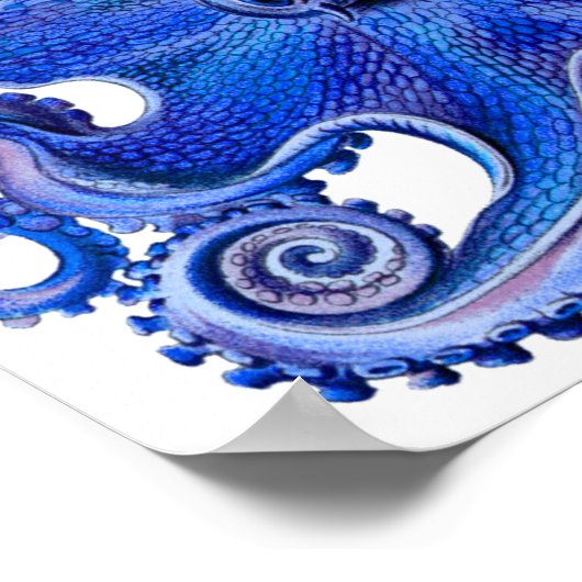 Poster Haeckel Octopus Blue (Coin)