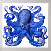 Poster Haeckel Octopus Blue (Devant)