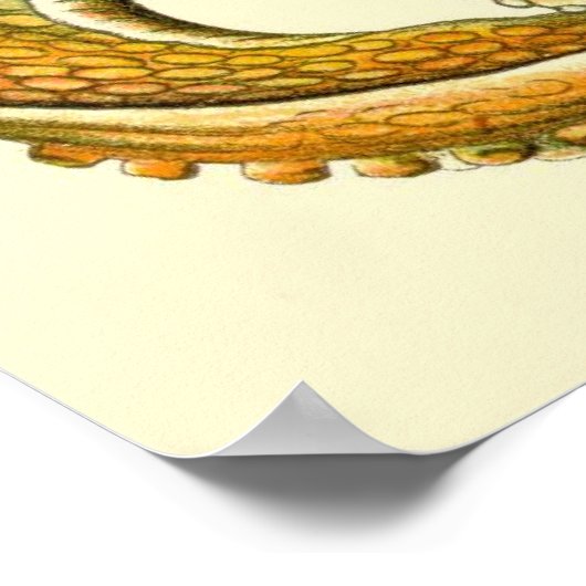 Poster Haeckel Octopus Diptyque I (Coin)