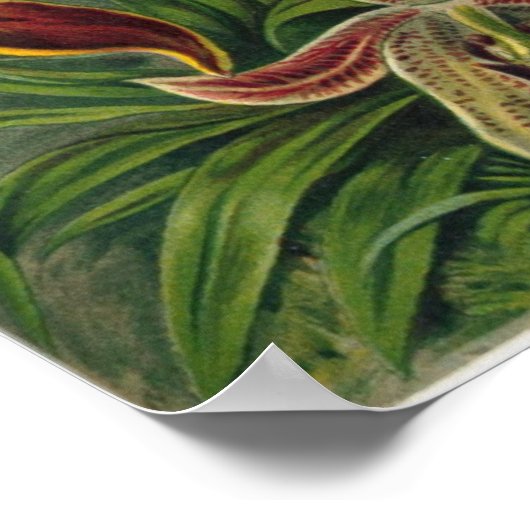 Poster Haeckel Orchids (Coin)