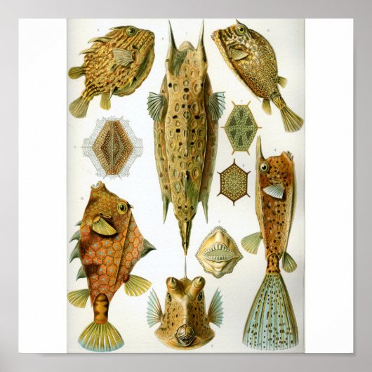 Poster Haeckel_Ostraciontes (Devant)