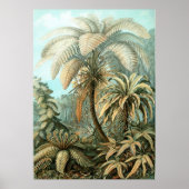 Poster Haeckel Palm Tree (Devant)