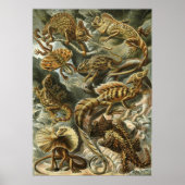 Poster Haeckel Reptiles (Devant)