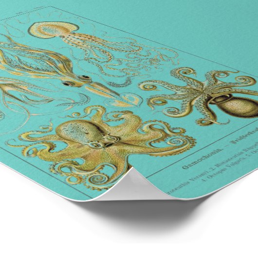 Poster Haeckel Squid, Gamochonia (Coin)