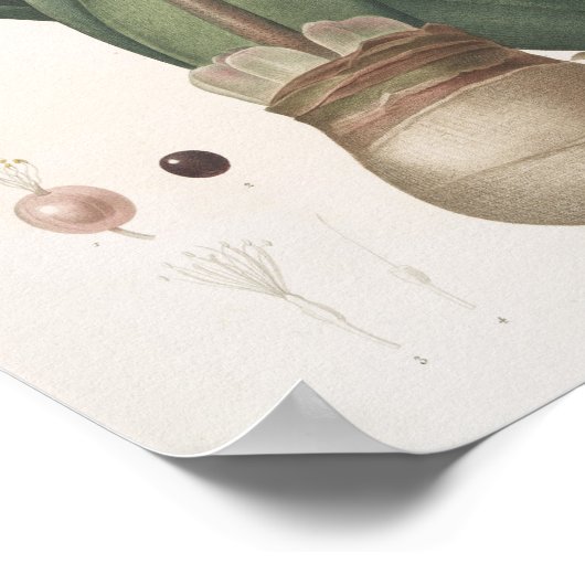 Poster Haemanthus Coccineus (Coin)