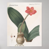 Poster Haemanthus Coccineus (Devant)