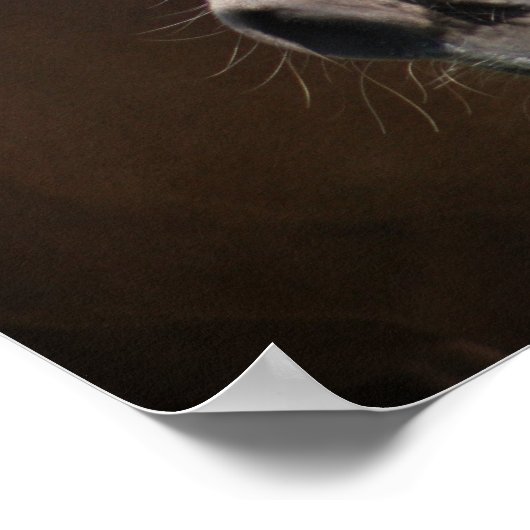 Poster Haflinger (Coin)