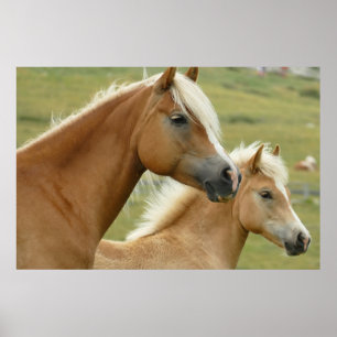 Poster Haflinger horse et foal
