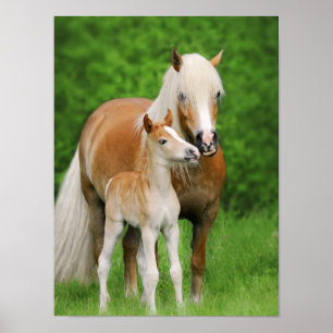 Poster Haflinger Horses Cute Foal Kiss Mum Animal Photo